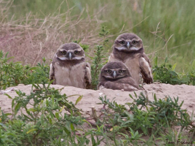 Burrowing Owl4 Juvenile.jpg