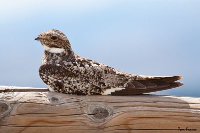 Common Nighthawk004.jpg