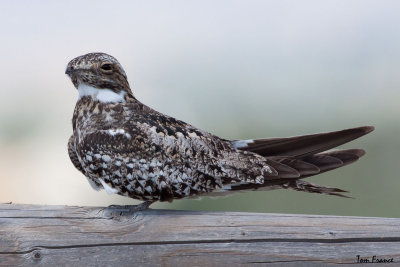 common_nighthawk