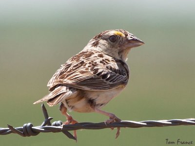 Grasshopper Sparrow3.jpg
