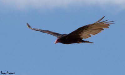 vultures