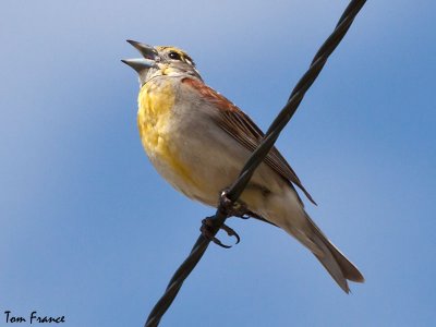 dickcissel