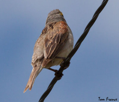 dickcissel
