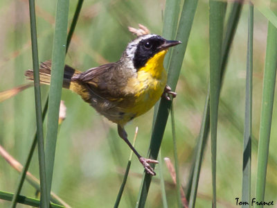 Common Yellowthroat5.jpg