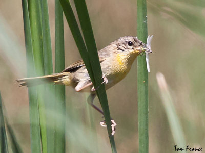 Common Yellowthroat7.jpg