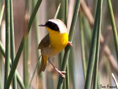 Common Yellowthroat8.jpg