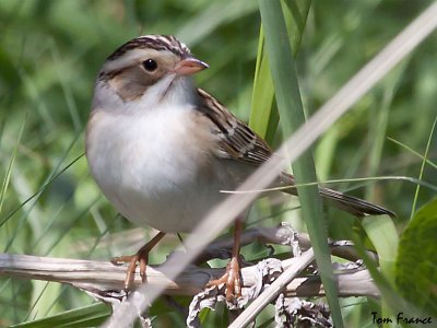 Clay-colored Sparrow5.jpg