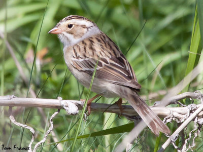 Clay-colored Sparrow6.jpg