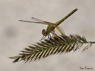 Band-winged Meadowhawk Dragonfly2.jpg
