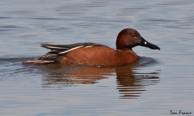 cinnamon_teal