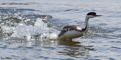 grebe_western