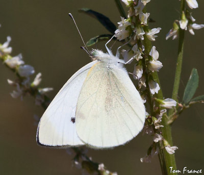 cabbage_white_butterfly