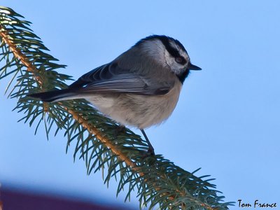 mountain_chickadees