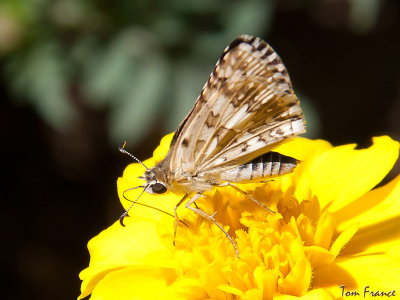 Common-checkered Skipper Butterfly5.jpg