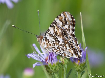Painted Lady Butterfly6.jpg