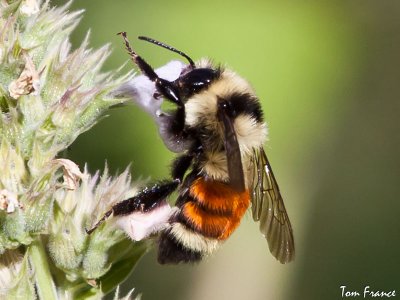 red-tailed_bumble_bee