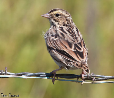 sparrow_savannah