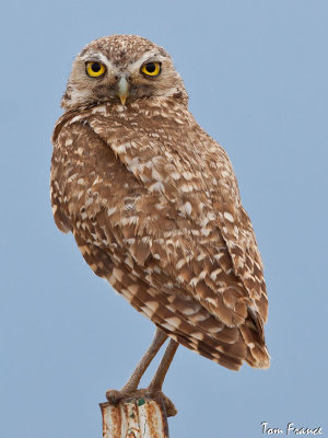 Burrowing Owl0005.jpg