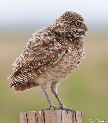 Burrowing Owl0006.jpg