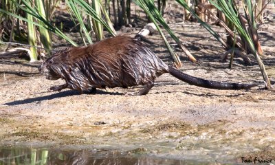 muskrat