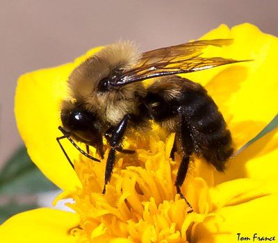 common_eastern_bumble_bee