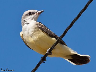 western_kingbird