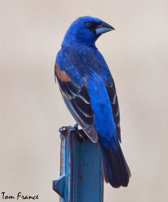 blue_grosbeak