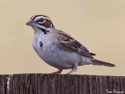 sparrow_lark