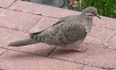 mourning_dove