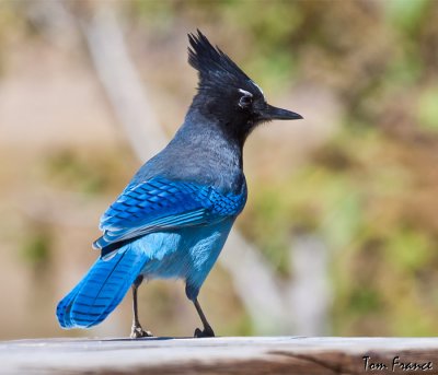 stellers_jay