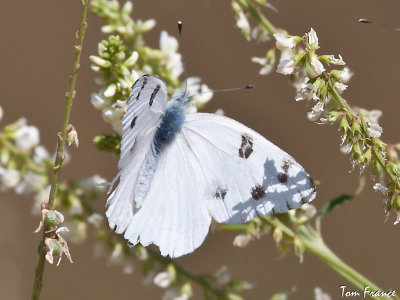 checkered_white