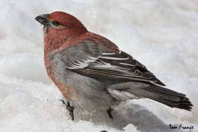 pine_grosbeak