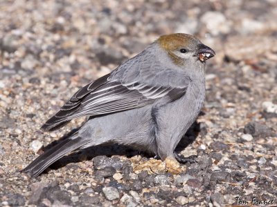 pine_grosbeak