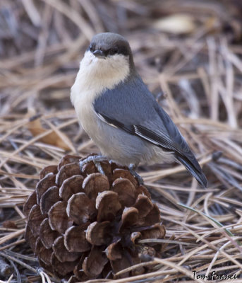 Pygmy Nuthatch05.jpg