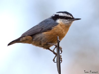 Red-breasted Nuthatch05.jpg