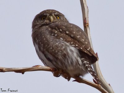Pygmy Owl7.jpg