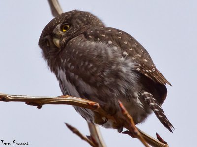 Pygmy Owl4.jpg