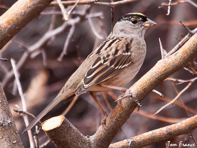 sparrow_golden-crowned