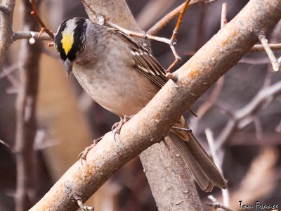 sparrow_golden-crowned