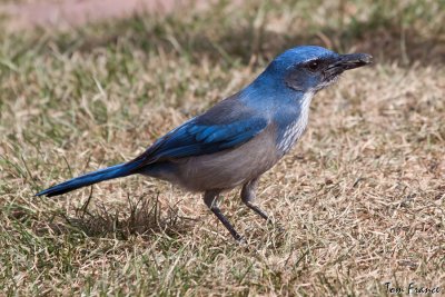 western_scrub_jay