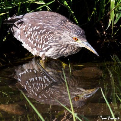 Black-crowned-Night-Heron04.jpg