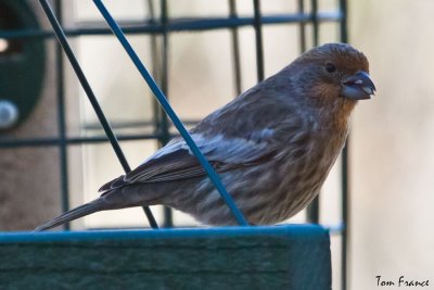 Unusual House Finch5.jpg