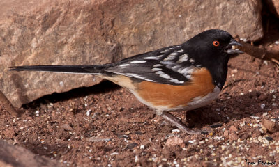 towhee_spotted