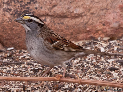 sparrow_white-throated