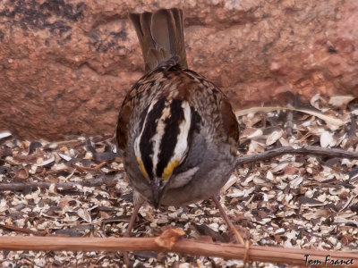 sparrow_white-throated