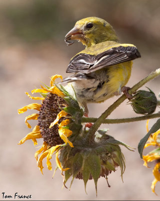 goldfinch_american