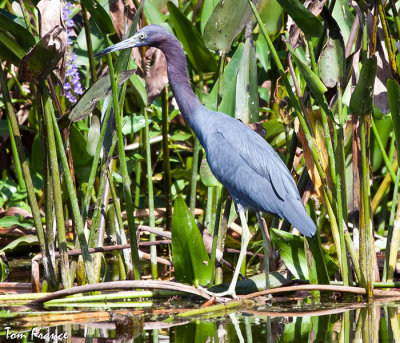 Little Blue Heron5.jpg