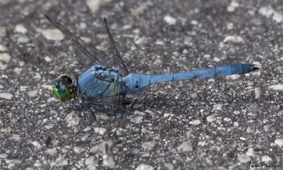 eastern_pondhawk