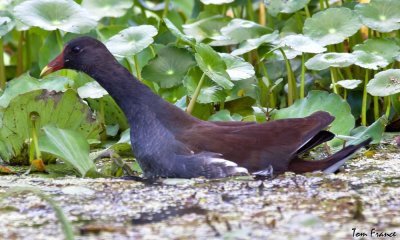 gruiformes_fl