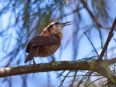 carolina_wren